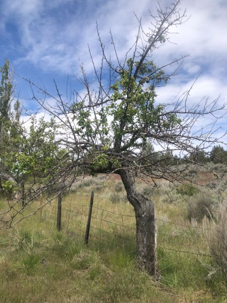 File:Tree McCoin Upper 41.jpg