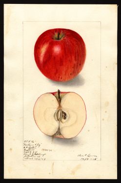 POM00000593 by Lower, Elsie E. b., Onondaga