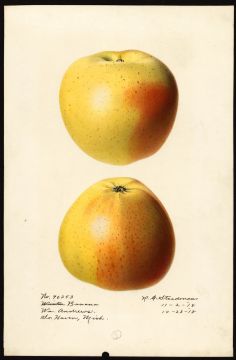 USDA Pomological Watercolor of Winter Banana