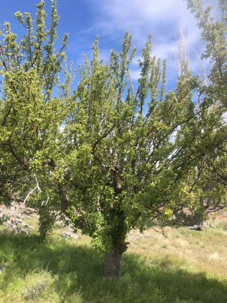 File:Tree McCoin Upper 38.jpg