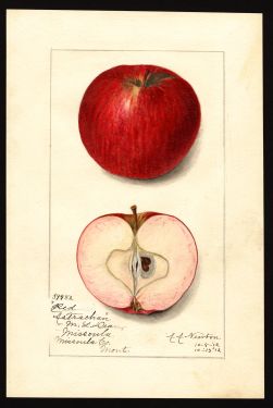 POM00003025 by Newton, Amanda Almira, Missoula