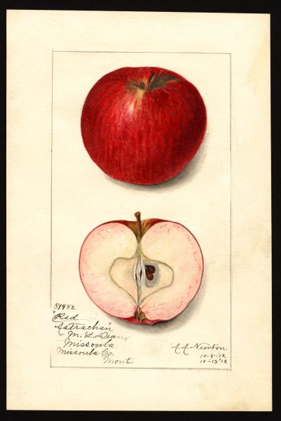 File:USDA Pomological Red Astrachan POM00003025.jpg