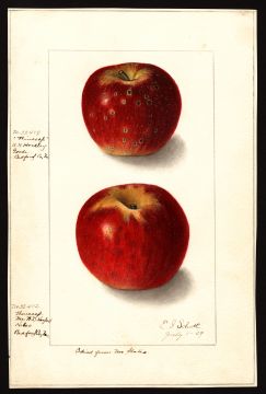 USDA Pomological Watercolor by Schutt, Ellen Isham (Goode, Bedford, Virginia)