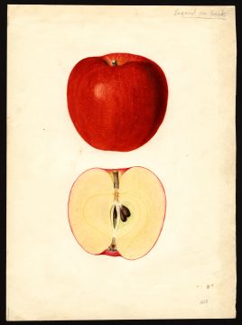 USDA Pomological Watercolor by Shull, James Marion (Hood River, Hood River, Oregon)