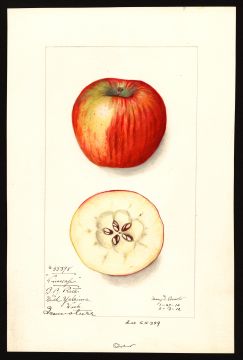 USDA Pomological Watercolor by Arnold, Mary Daisy (Yakima, Yakima, Washington)