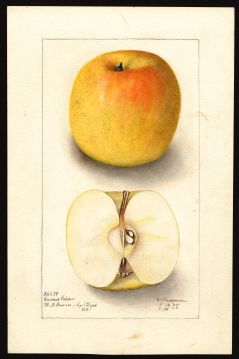 USDA Pomological Watercolor by Passmore, Deborah Griscom