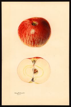 POM00002051 by Arnold, Mary Daisy, Arlington