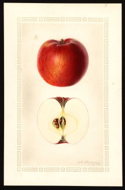 POM00002847 by Steadman, Royal Charles b., Putney