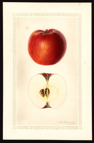 File:USDA Pomological McIntosh POM00002847.jpg
