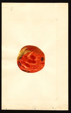 POM00003485 by Shull, James Marion, Sparks