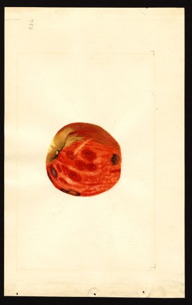 File:USDA Pomological Missouri Pippin POM00003485.jpg