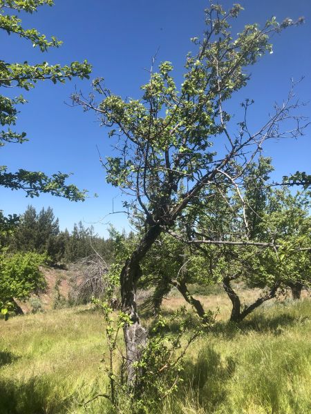 File:Tree McCoin Lower 79.jpg