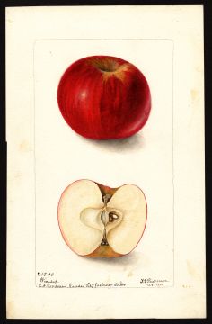 USDA Pomological Watercolor by Passmore, Deborah Griscom (Kansas City, Jackson, Missouri)