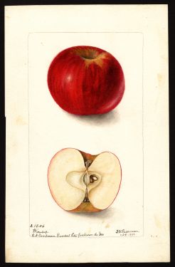 POM00004221 by Passmore, Deborah Griscom, Kansas City