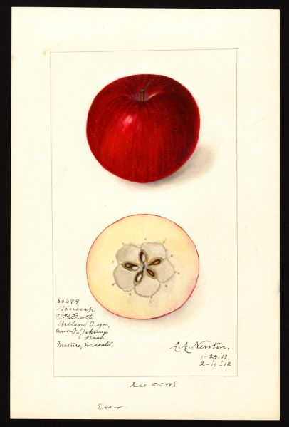 File:USDA Pomological Winesap POM00004232.jpg