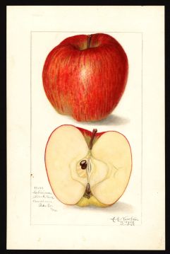 USDA Pomological Watercolor of Red Delicious