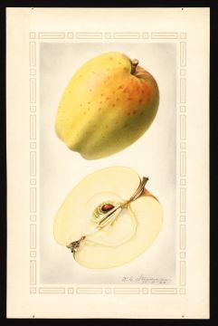 USDA Pomological Watercolor by Steadman, Royal Charles (Sacramento, Sacramento, California)