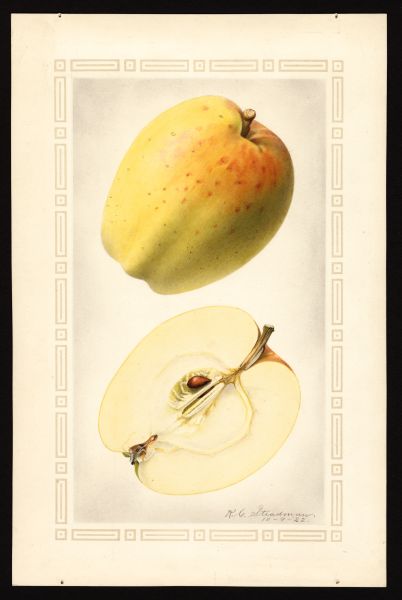 File:USDA Pomological Yellow Bellflower POM00000872.jpg