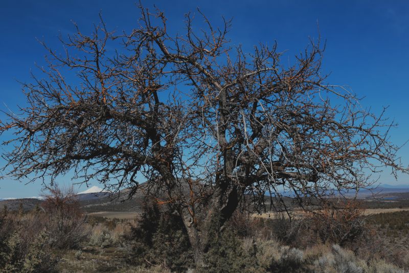 File:Tree Cyrus 11.JPG