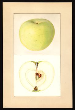 USDA Pomological Watercolor by Arnold, Mary Daisy (Geneva, Ontario, New York)