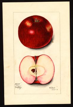 USDA Pomological Watercolor by Arnold, Mary Daisy