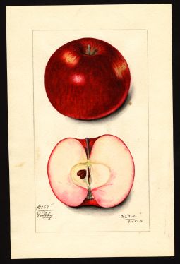 POM00003456 by Arnold, Mary Daisy