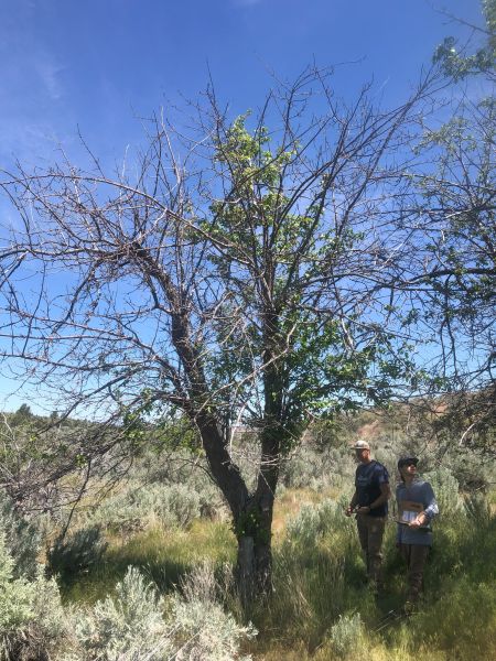 File:Tree Lithgow Springs 105.jpg