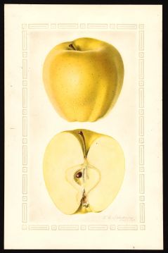 USDA Pomological Watercolor of Golden Delicious
