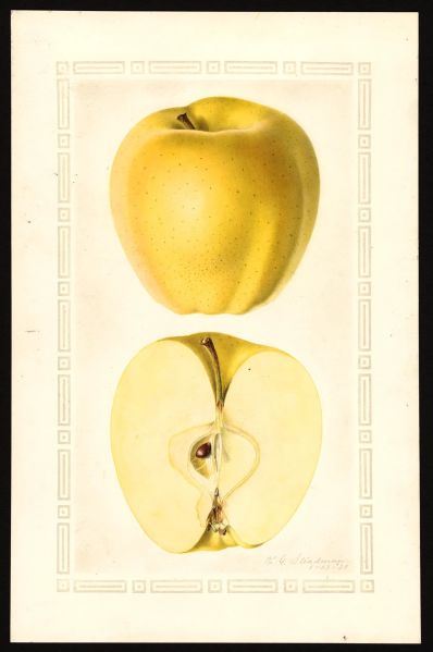 File:USDA Pomological Golden Delicious POM00002071.jpg