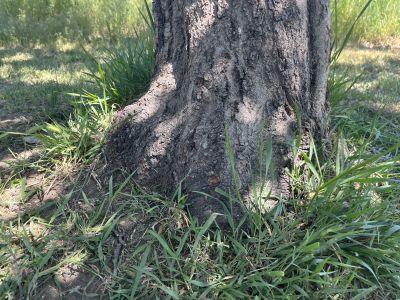 Likely graft union at base of Tree 1