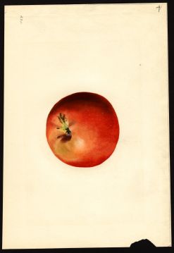 USDA Pomological Watercolor by Shull, James Marion (Wayne, New York)
