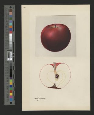 POM00002207 by Arnold, Mary Daisy, Yakima