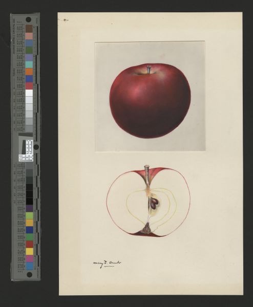 File:USDA Pomological Fameuse POM00002207.jpg