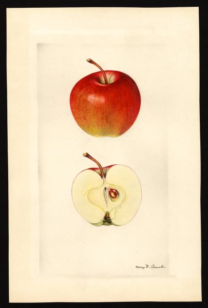 File:USDA Pomological Red Delicious POM00001918.jpg