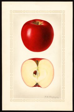 USDA Pomological Watercolor by Steadman, Royal Charles (Amherst, Hampshire, Massachusetts)