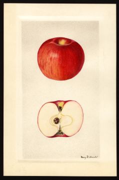 USDA Pomological Watercolor of Missouri Pippin