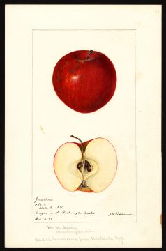 USDA Pomological Watercolor by Passmore, Deborah Griscom (Ulster, New York)