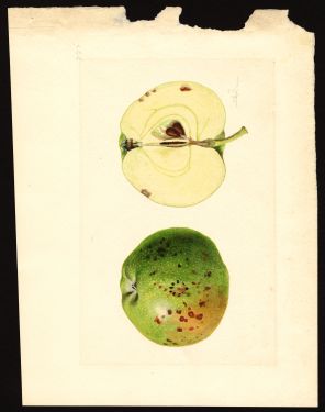 POM00003891 by Shull, James Marion, Wenatchee