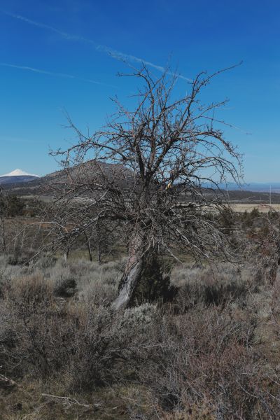 File:Tree Cyrus 23.JPG