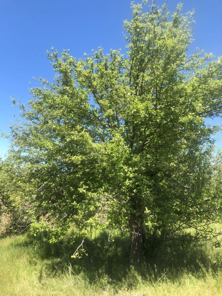 File:Tree McCoin Lower 68.jpg