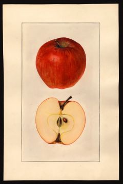 USDA Pomological Watercolor of Delicious