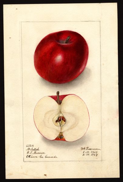 File:USDA Pomological McIntosh POM00002841.jpg