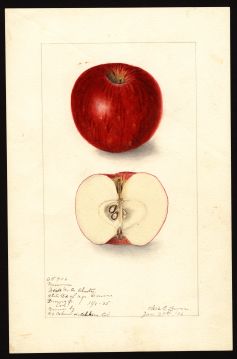 USDA Pomological Watercolor of Missouri Pippin