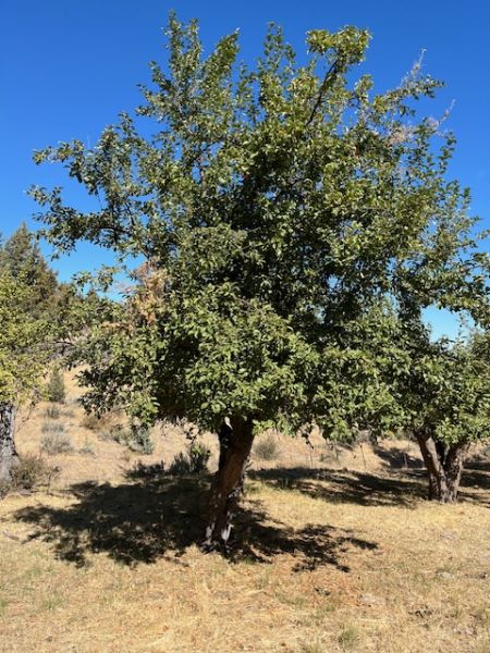 File:Tree McCoin Lower 72.jpg