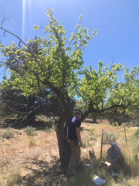 File:Tree McCoin Lower 88.jpg