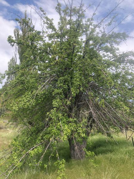 File:Tree McCoin Upper 63.jpg