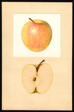 USDA Pomological Watercolor of Golden Delicious