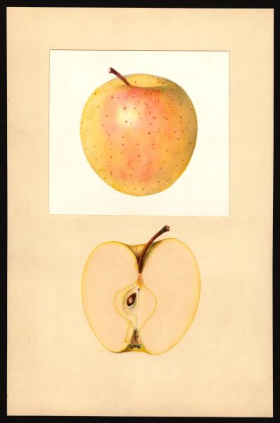 File:USDA Pomological Golden Delicious POM00002074.jpg