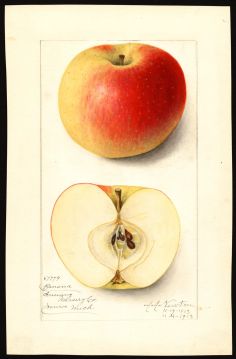 USDA Pomological Watercolor of Winter Banana