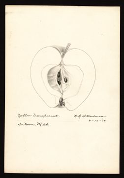 USDA Pomological Watercolor by Steadman, Royal Charles (South Haven, Van Buren, Michigan)
